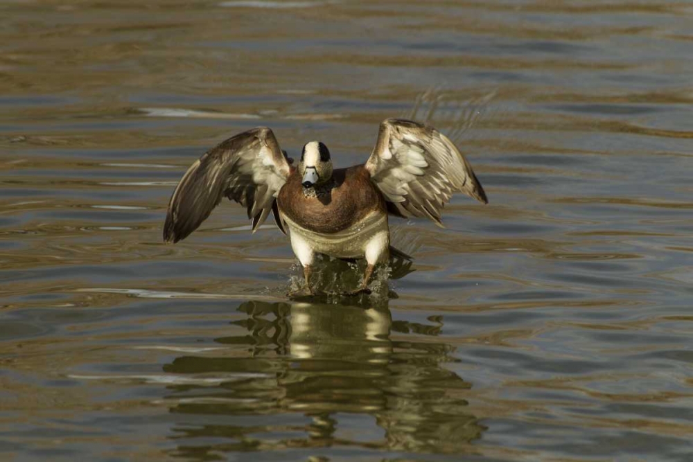 New Mexico American wigeon landing
